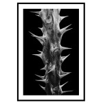 Taggig kaktus i mörker - Svartvit plansch