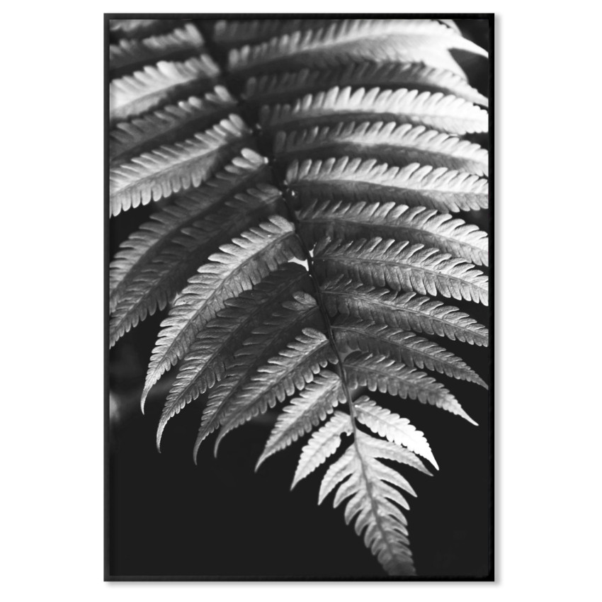 Palmtree Leaves - Black and White Poster