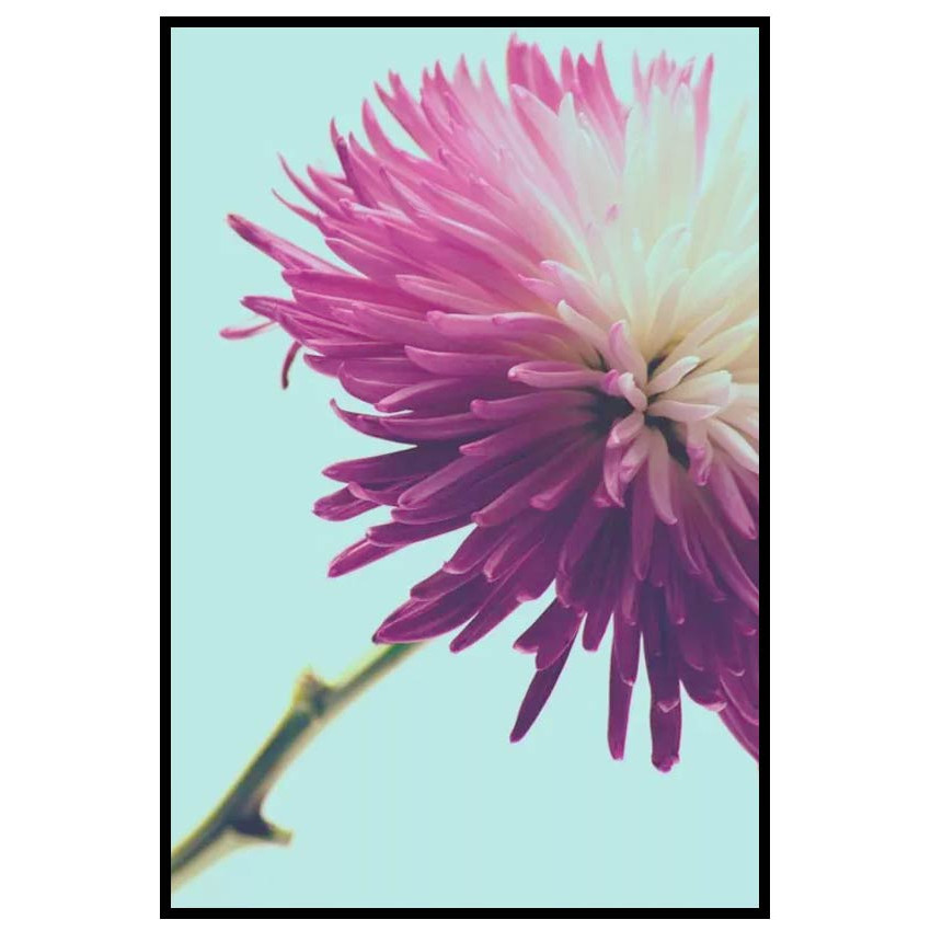 Rosa Blomma - Enkel turkos retro poster