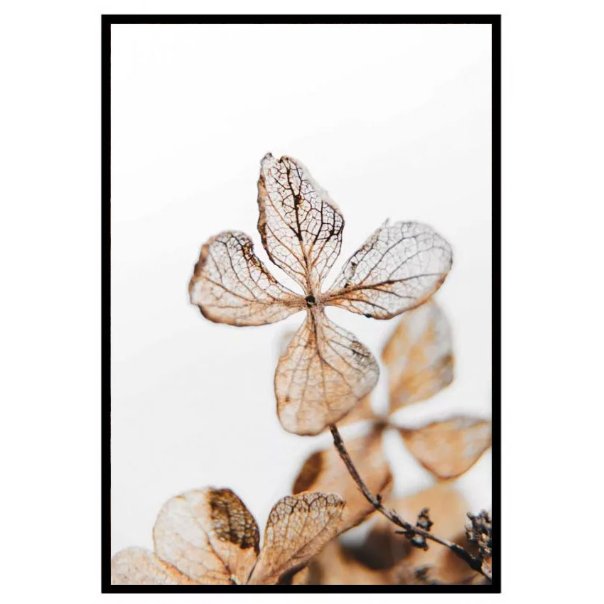 Hortensia blomma växtposter