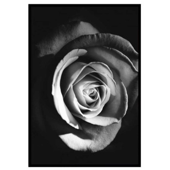 Ros i mörker - Svartvit poster