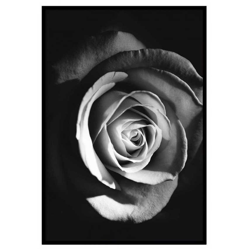 Ros i mörker - Svartvit poster