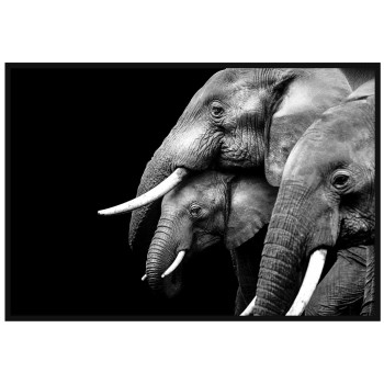 Elefanter familj - Svartvit poster
