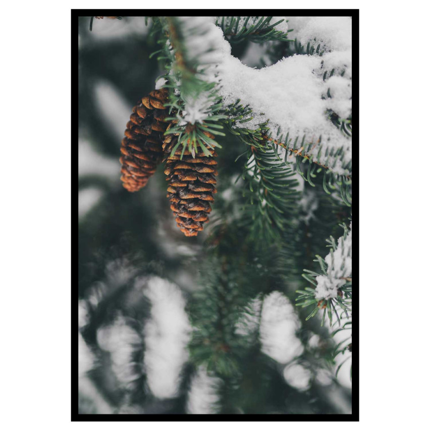 Kottar på gran med snö - Naturposter