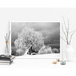 Träd i vinter - Svartvit Poster