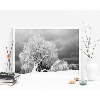 Träd i vinter - Svartvit Poster