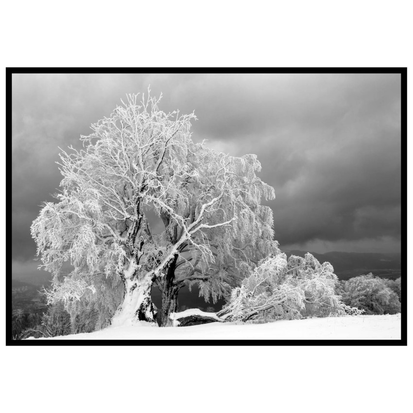 Träd i vinter - Svartvit Poster