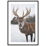 R&aring;djur i sn&ouml;n - Djurtavla