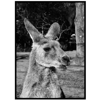 Känguru - Svartvit poster