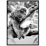 Koala - Black and white poster