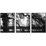 Tree in Focus and Sunset - Poster in Three Pieces