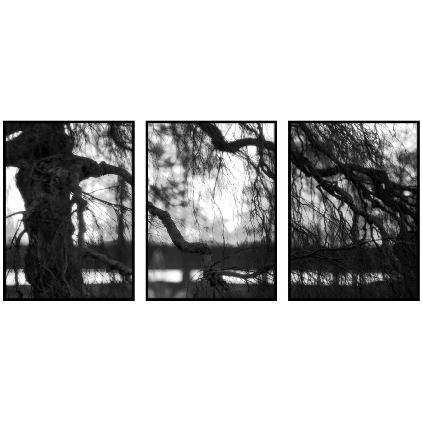 Tree in Focus and Sunset - Poster in Three Pieces