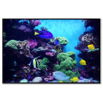 Exotiskt havsliv - F&auml;rgglad poster