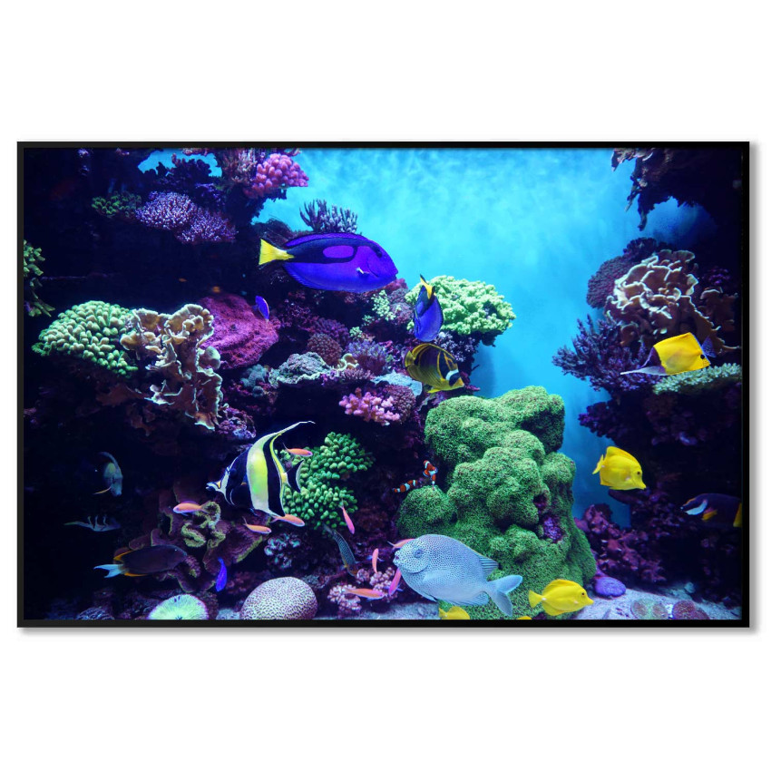 Exotiskt havsliv - F&auml;rgglad poster
