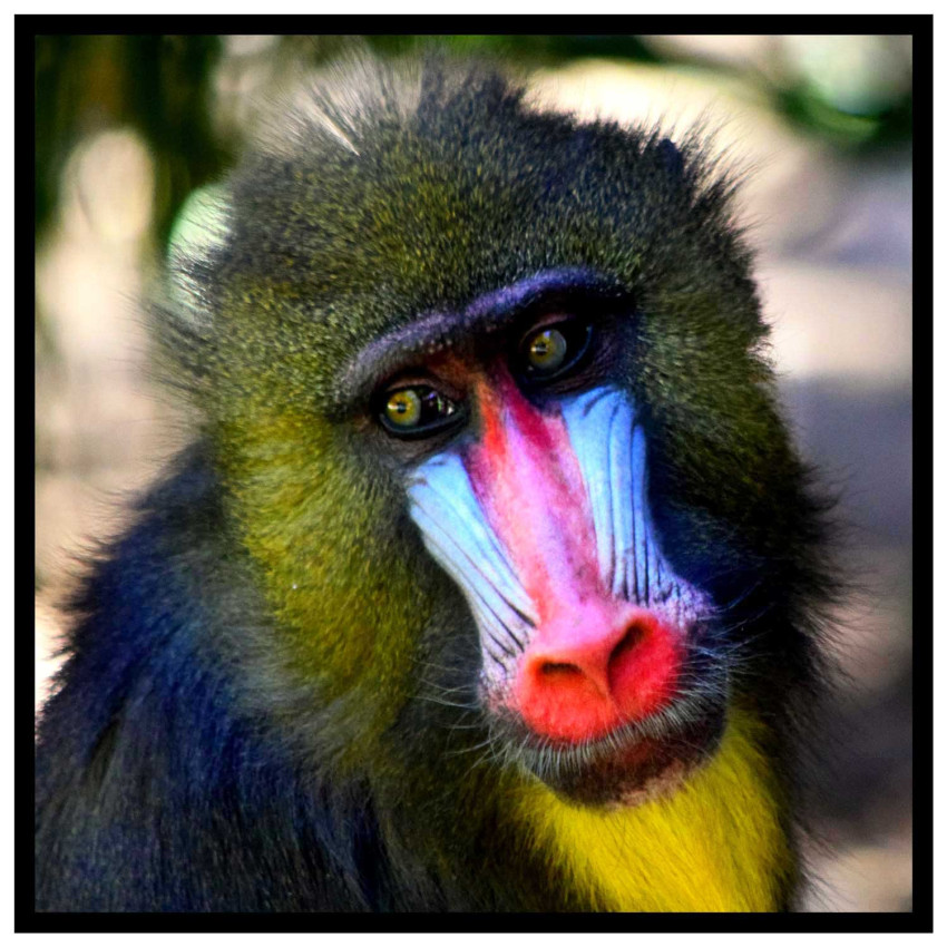 Colorful monkey square poster