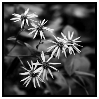 Vita blommor - Svartvit kvadratisk poster