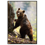 Brown bear - Animals poster