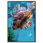 Drakfisk - Elegant exotisk poster