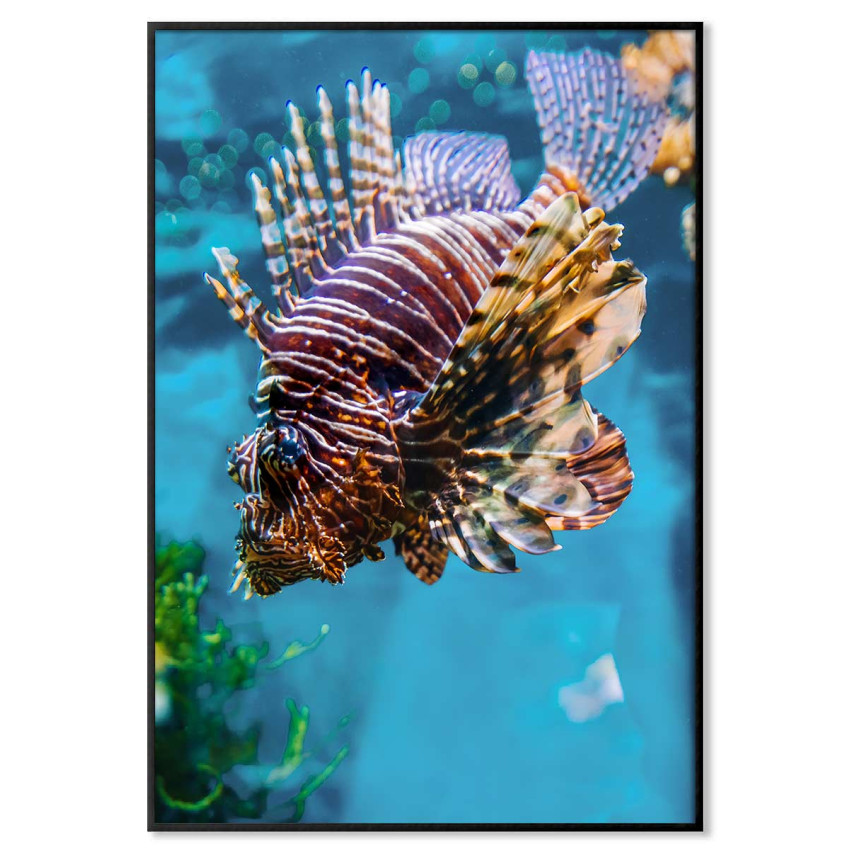 Drakfisk - Elegant exotisk poster