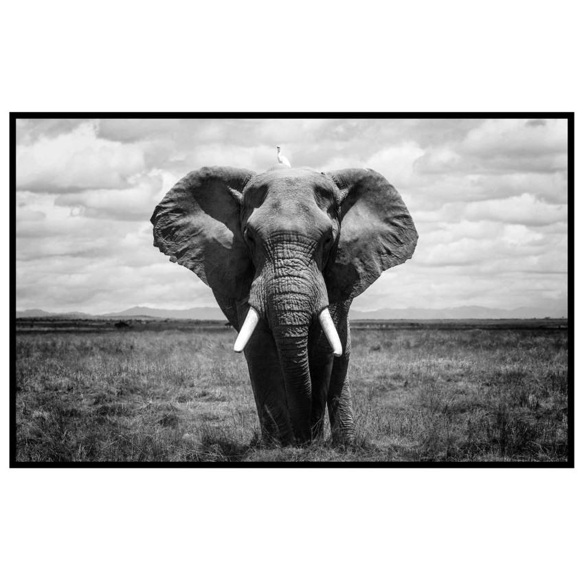 Elephant - Black and White Poster