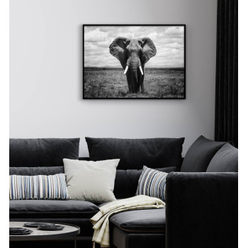Svartvit elefant poster