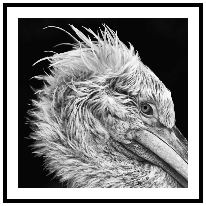 Trana - Svartvit kvadratisk djurtavla