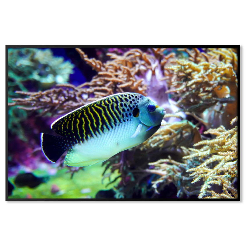Exotic fish in the sea - Elegant poster