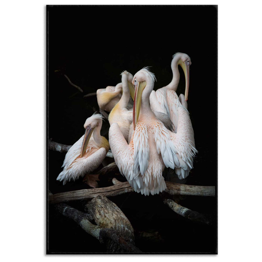 Poster with pink white flamingos