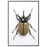 Small bug - Simple brown poster