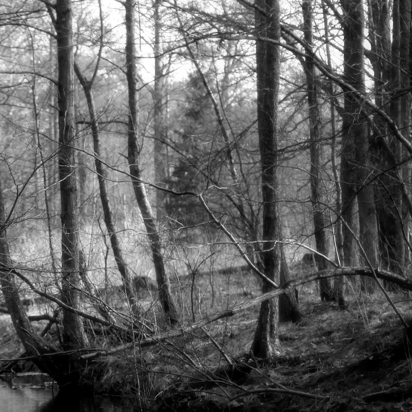 Skogsmotiv med en fin bäck - Poster i två delar