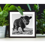 Oxe - Svartvit kvadratisk djurtavla