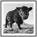 Oxe - Svartvit kvadratisk djurtavla