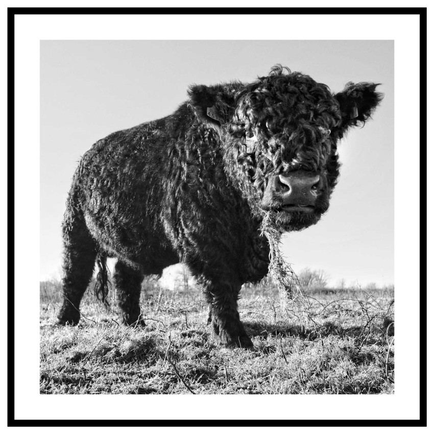 Oxe - Svartvit kvadratisk djurtavla