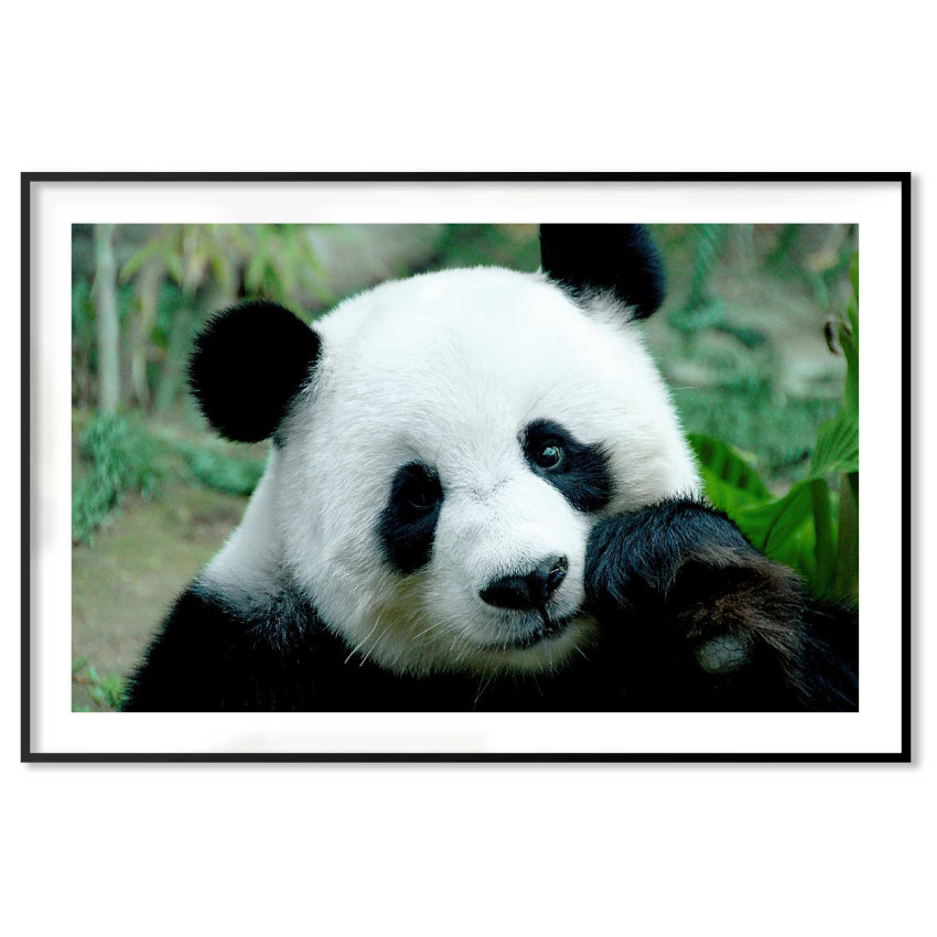 Super cute panda - Animals poster