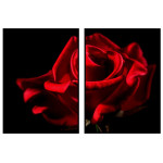 Red Rose and Black Background - Poster in Two Pieces