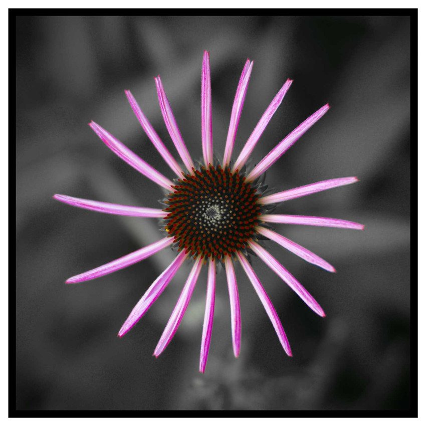 Pink flower square poster