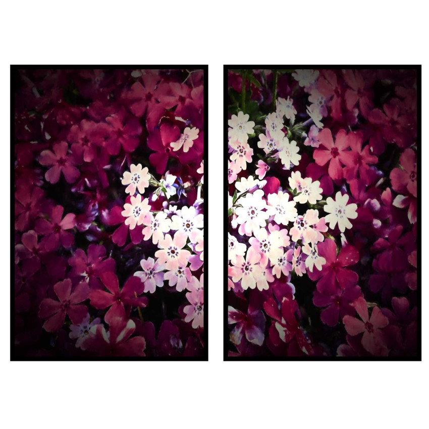 Rosa vackra blommor - Posterset i två delar