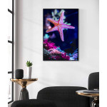 Beautiful starfish - Poster