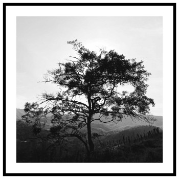 Vackert träd - Svartvit kvadratisk naturtavla