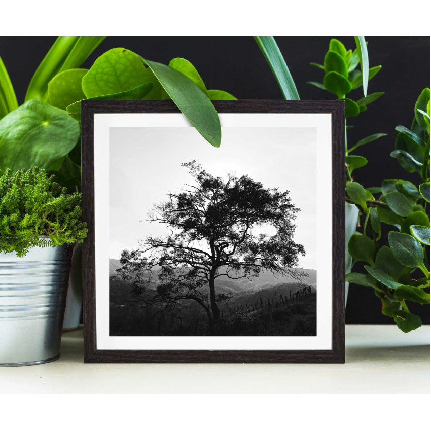 Vackert träd - Svartvit kvadratisk naturtavla