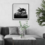 Vackert träd - Svartvit kvadratisk naturtavla