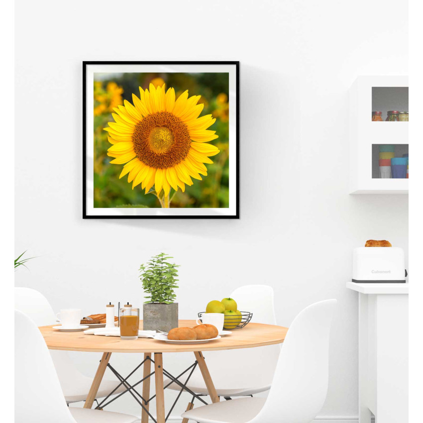 Solros blomma - Gul tavla