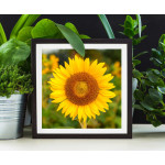 Solros blomma - Gul tavla