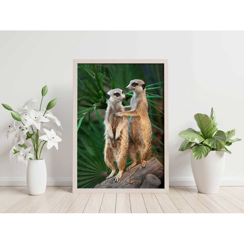 Super cute meerkats - Animals poster