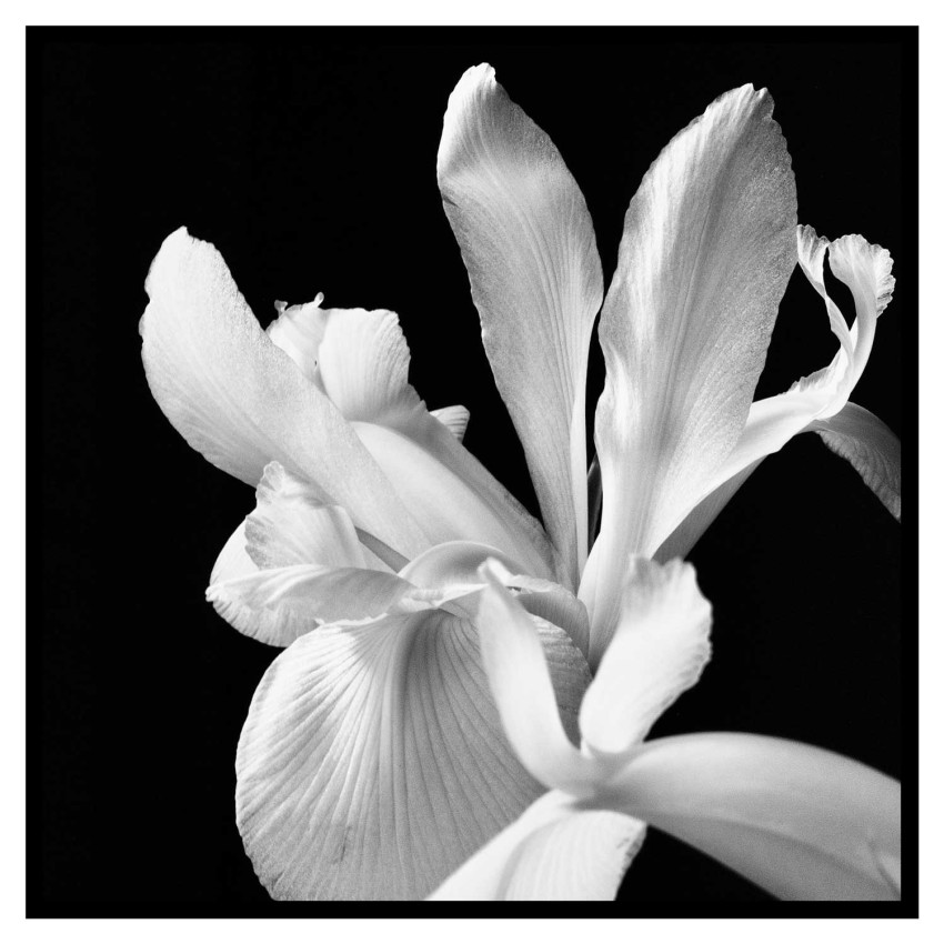 Vit blomma - Svartvit kvadratisk poster