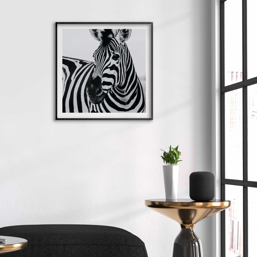Zebra - Svartvit kvadratisk djurtavla