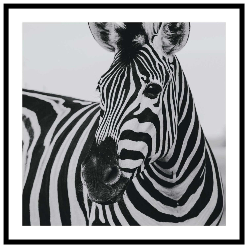 Zebra - Svartvit kvadratisk djurtavla