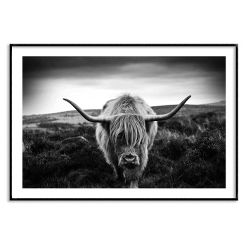 Buffalo bisonoxe - Svartvit djurtavla