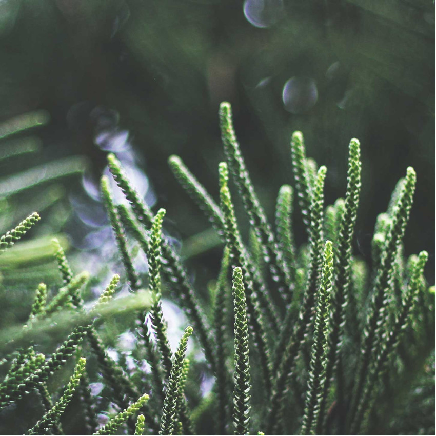 Gröna blad - Retro botanisk växttavla