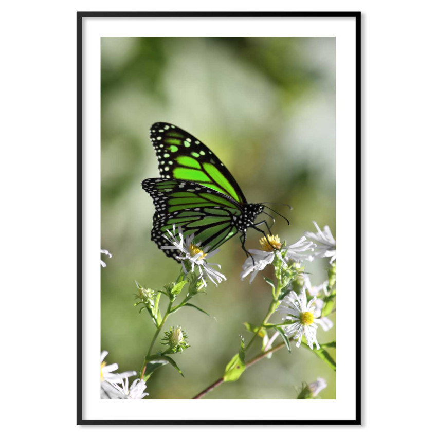 Butterfly - Simple & green poster
